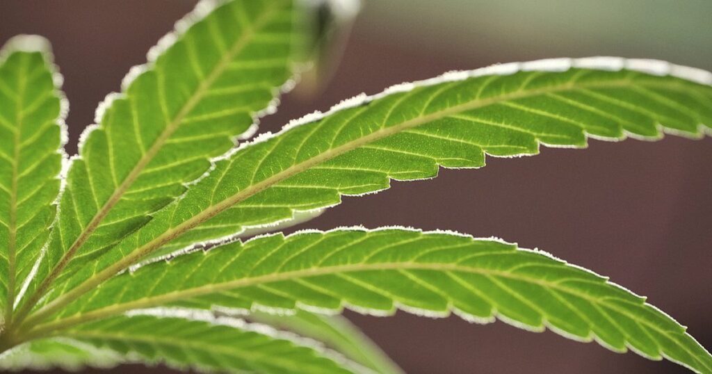 Neue Studie legt nahe, dass es einen Zusammenhang zwischen Krebs und Marihuanakonsum gibt