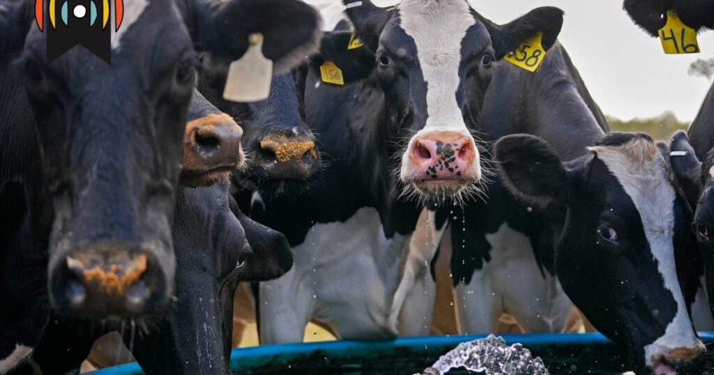 Die Vogelgrippe befällt Milchviehbetriebe in Kalifornien