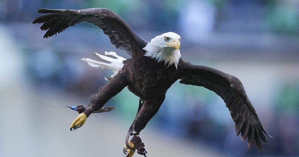 Nach fast 250 Jahren ist der Weißkopfseeadler nun offizieller US-Vogel