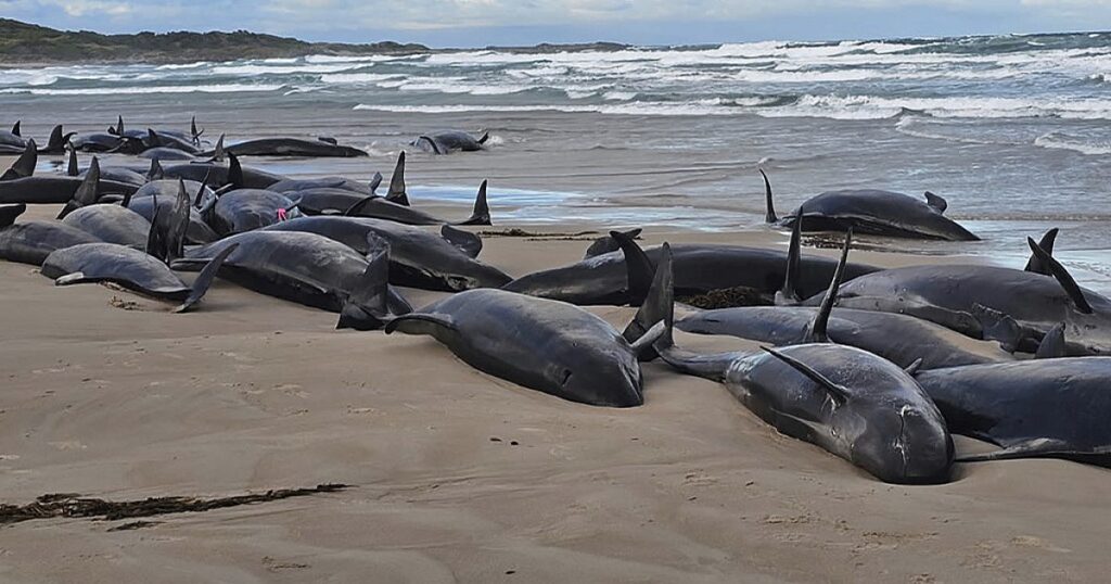 90 gestrandete Wale, die in Tasmanien eingeschläfert werden sollen