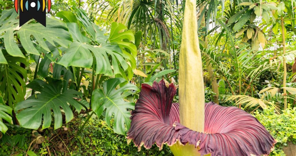 Biologe Cracks Plant's Futrid Code