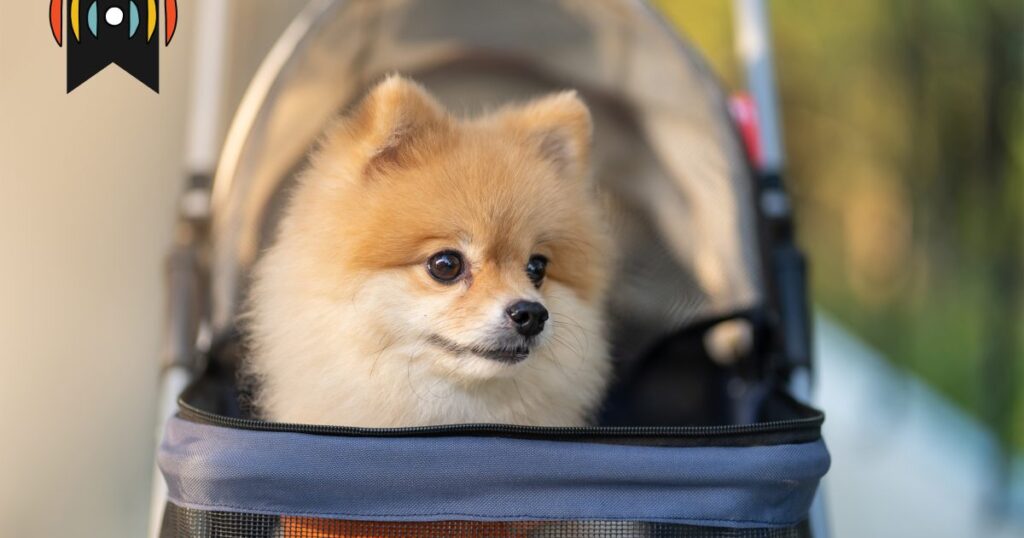 Die Priorität von Haustieren