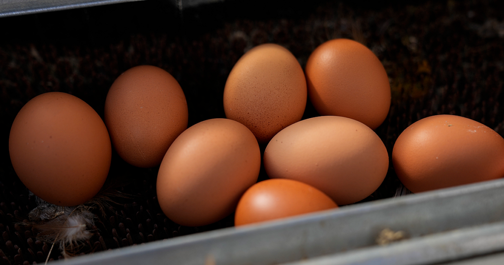 USDA ermöglicht vorübergehend einen neuen Vogelgrippe -Impfstoff für Hühner