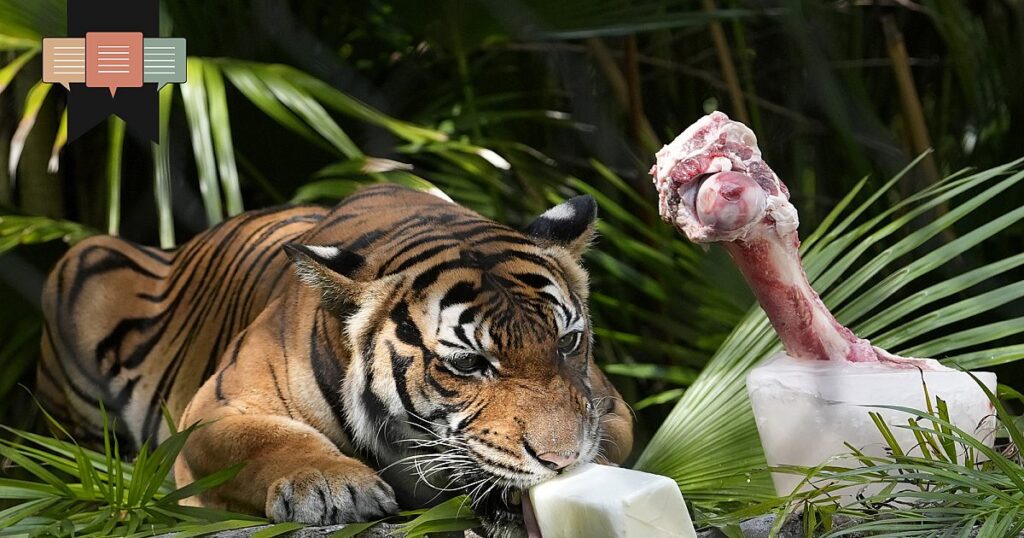 Es ist ein wildes Tier, kein Haustier