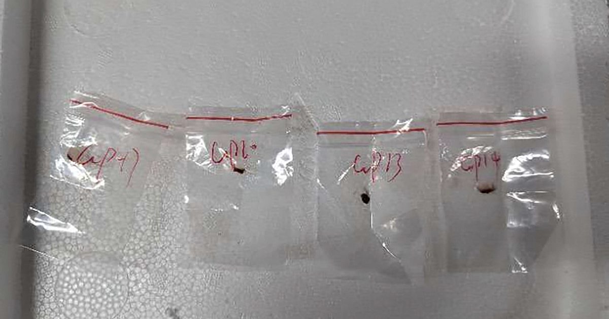 Chinesisches Paar beschuldigt, gefährliche Pilz zu uns geschmuggelt zu haben