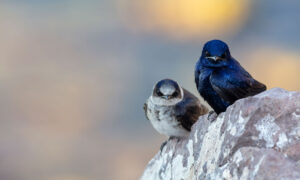 Die Vögel, die uns zu Hause nennen