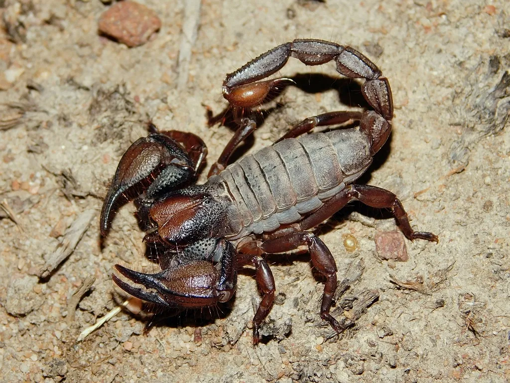 Skorpione sind so metallisch – im wahrsten Sinne des Wortes. Neue Bilder zeigen Muster, wie ihre Waffen mit Eisen, Zink und Mangan verstärkt sind