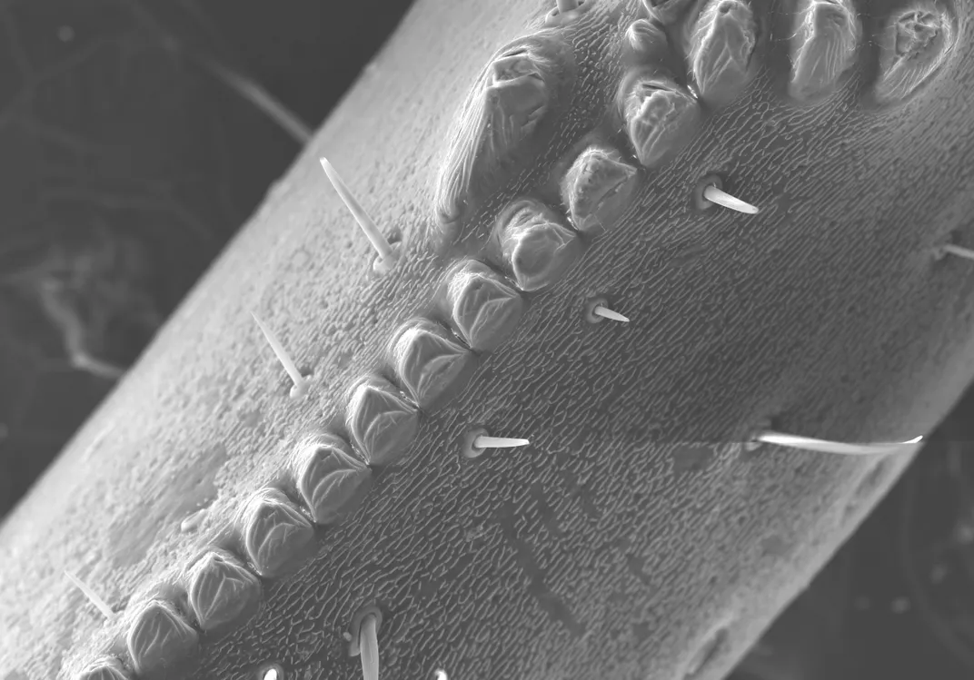 Skorpione sind so metallisch – im wahrsten Sinne des Wortes. Neue Bilder zeigen Muster, wie ihre Waffen mit Eisen, Zink und Mangan verstärkt sind