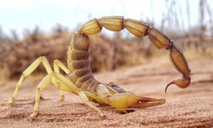 Skorpione sind so metallisch – im wahrsten Sinne des Wortes. Neue Bilder zeigen Muster, wie ihre Waffen mit Eisen, Zink und Mangan verstärkt sind