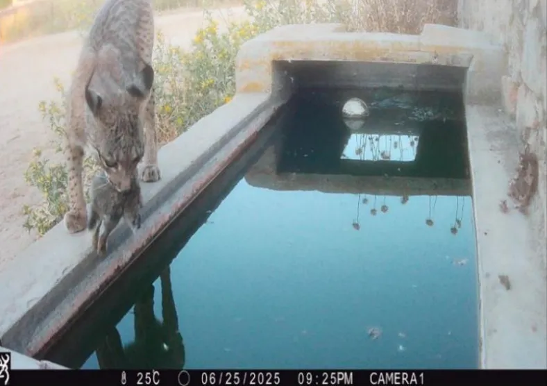 Ein Luchs, der ein Kaninchen im Maul trägt, läuft am Rand einer Wassertränke entlang