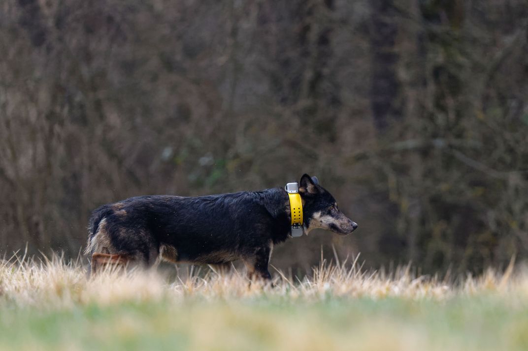 Ein Hund mit gelbem Halsband läuft durch Gras