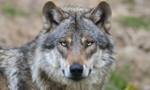 Dank der Hybridisierung sind fast die Hälfte der italienischen Wölfe teilweise Hunde. Ist das eine Bedrohung für die Art?