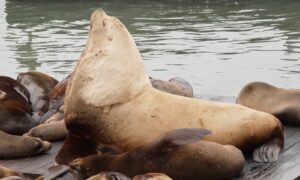 Chonkers, der riesige Seelöwe, lockte Menschenmassen zum berühmten Pier 39 in San Francisco. Dann stahl ein neuer, klobiger Showstopper seine Identität