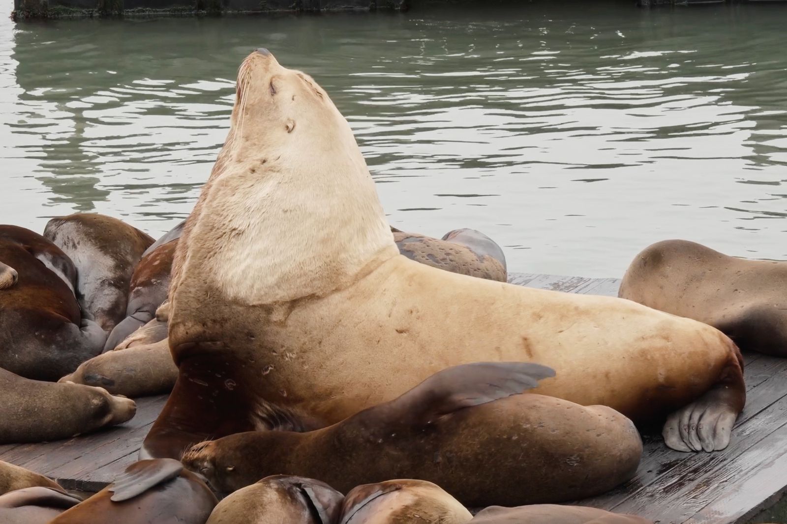 Chonkers, der riesige Seelöwe, lockte Menschenmassen zum berühmten Pier 39 in San Francisco. Dann stahl ein neuer, klobiger Showstopper seine Identität