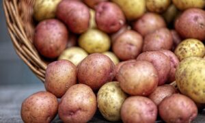 Kartoffeln ernährten nicht nur die alten indigenen Gemeinschaften in den Anden – die leckeren Knollen veränderten auch die DNA der Menschen