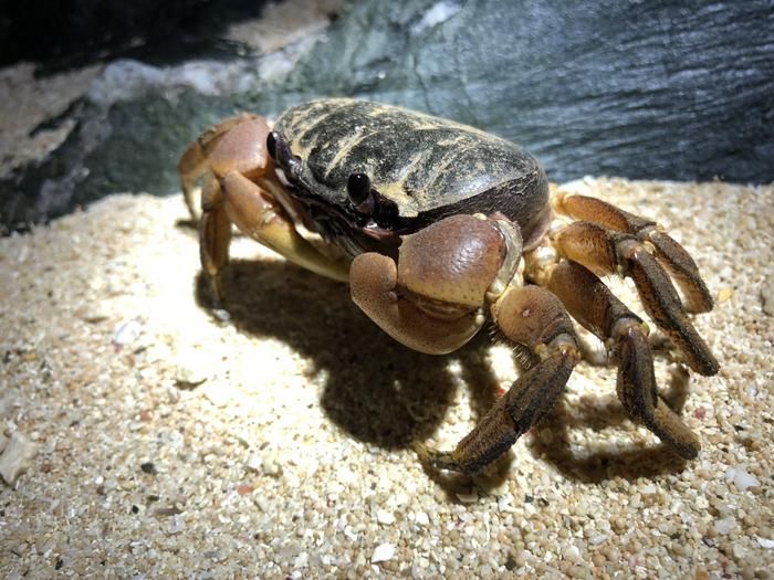 Wann haben Krabben ihr ikonisches Seitwärtsschiff entwickelt? Wissenschaftler führten es auf einen gemeinsamen Vorfahren zurück, der vor 200 Millionen Jahren lebte