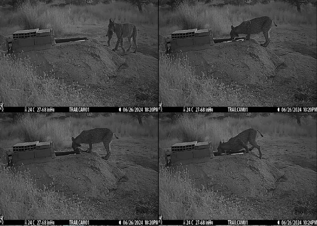 In vier Standbildern taucht ein Luchs ein Kaninchen ins Wasser