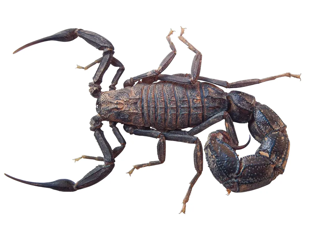 Buthidae_2 – Skorpionbild