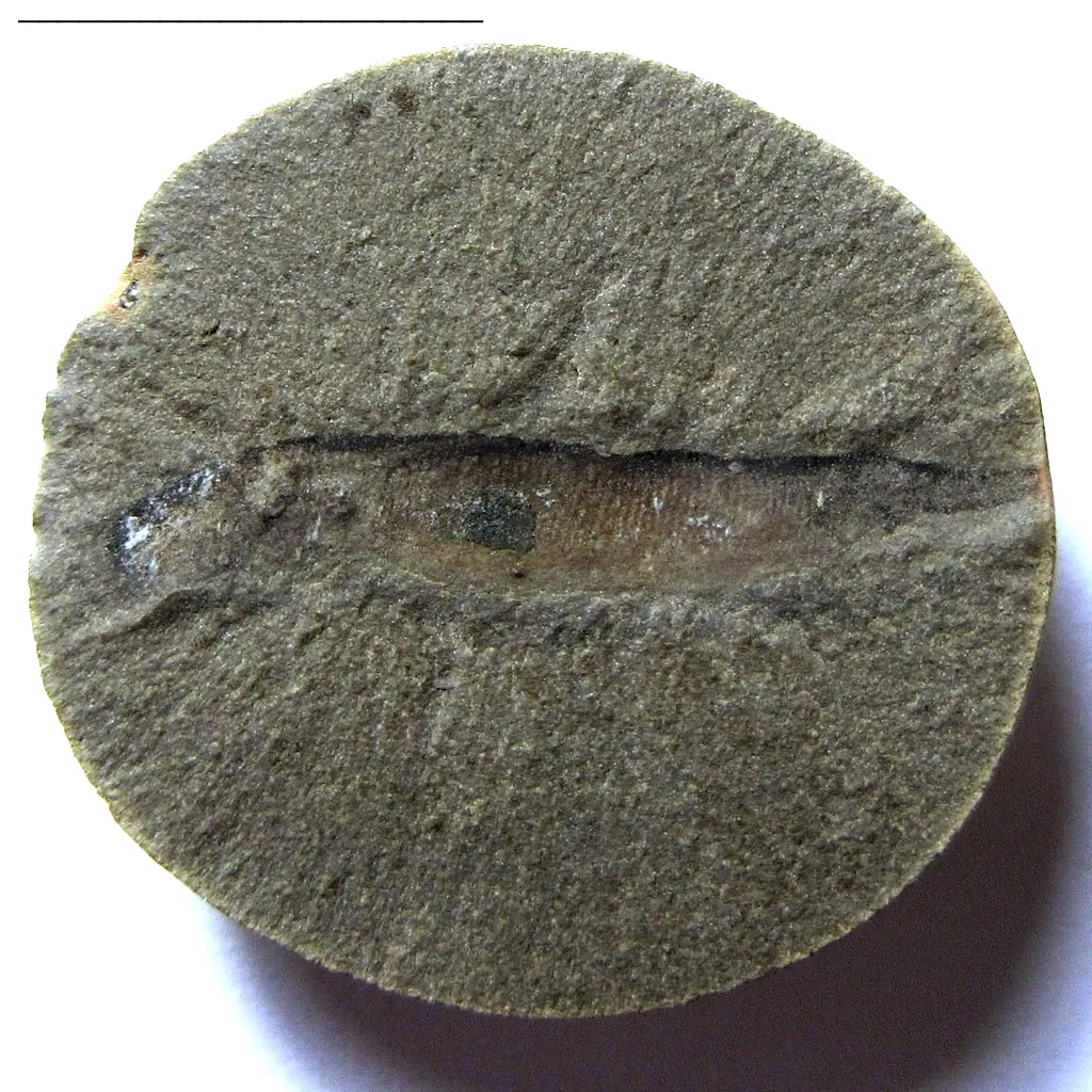 auf einem runden Felsstück der fossile Abdruck eines dünnen schwimmenden Lebewesens