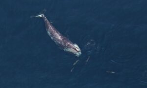 Geschwindigkeitsbegrenzungen für Schiffe schützen gefährdete Glattwale vor Schiffsangriffen. Könnten die Tiere ohne sie überleben?