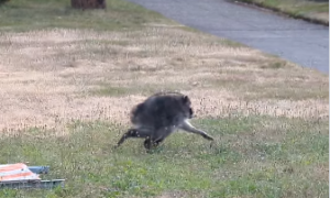Ein ungewöhnlich aussehender Waschbär mit dem Spitznamen Jimothy erobert mit seinem kurzen, runden Körper die Herzen im Internet