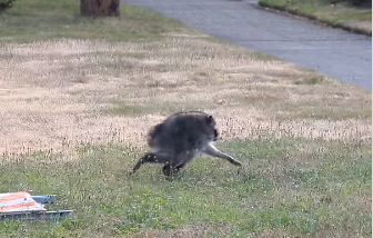 Ein ungewöhnlich aussehender Waschbär mit dem Spitznamen Jimothy erobert mit seinem kurzen, runden Körper die Herzen im Internet