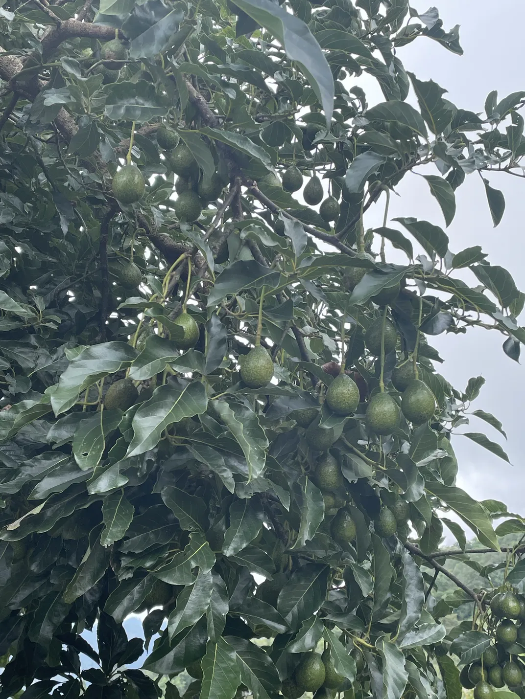 Avocados im Baum (2)