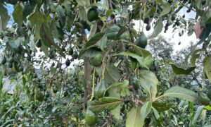 Alte Gene zeigen, dass große, leuchtende Avocados vor Tausenden von Jahren durch Amerika transportiert wurden
