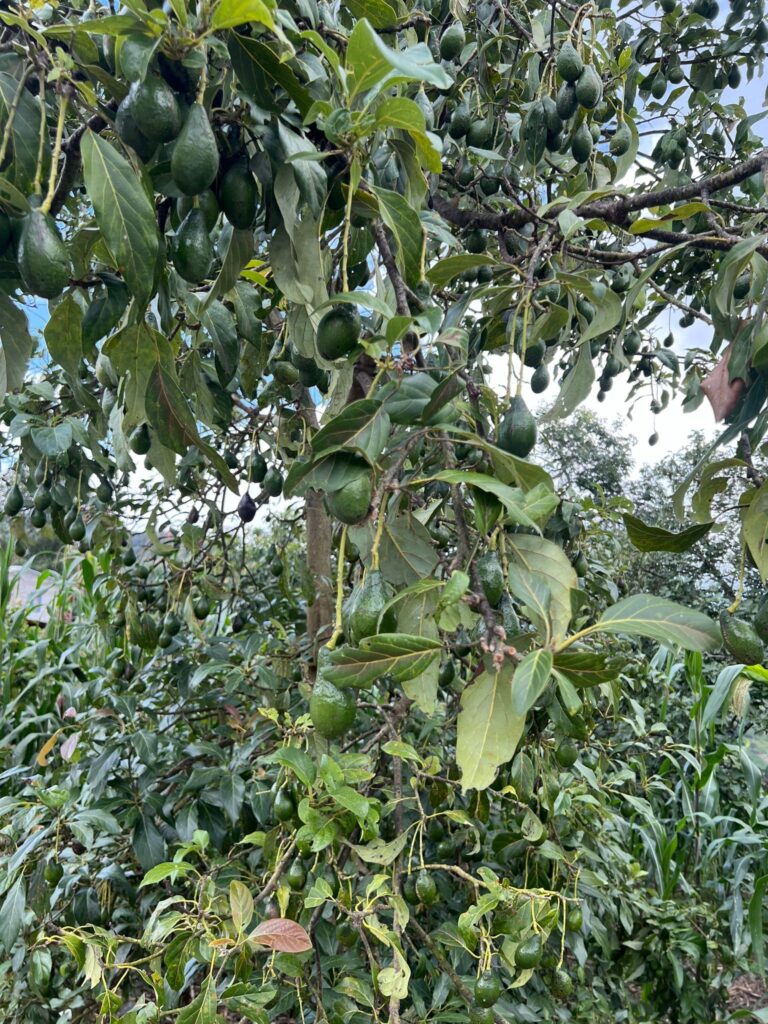 Alte Gene zeigen, dass große, leuchtende Avocados vor Tausenden von Jahren durch Amerika transportiert wurden