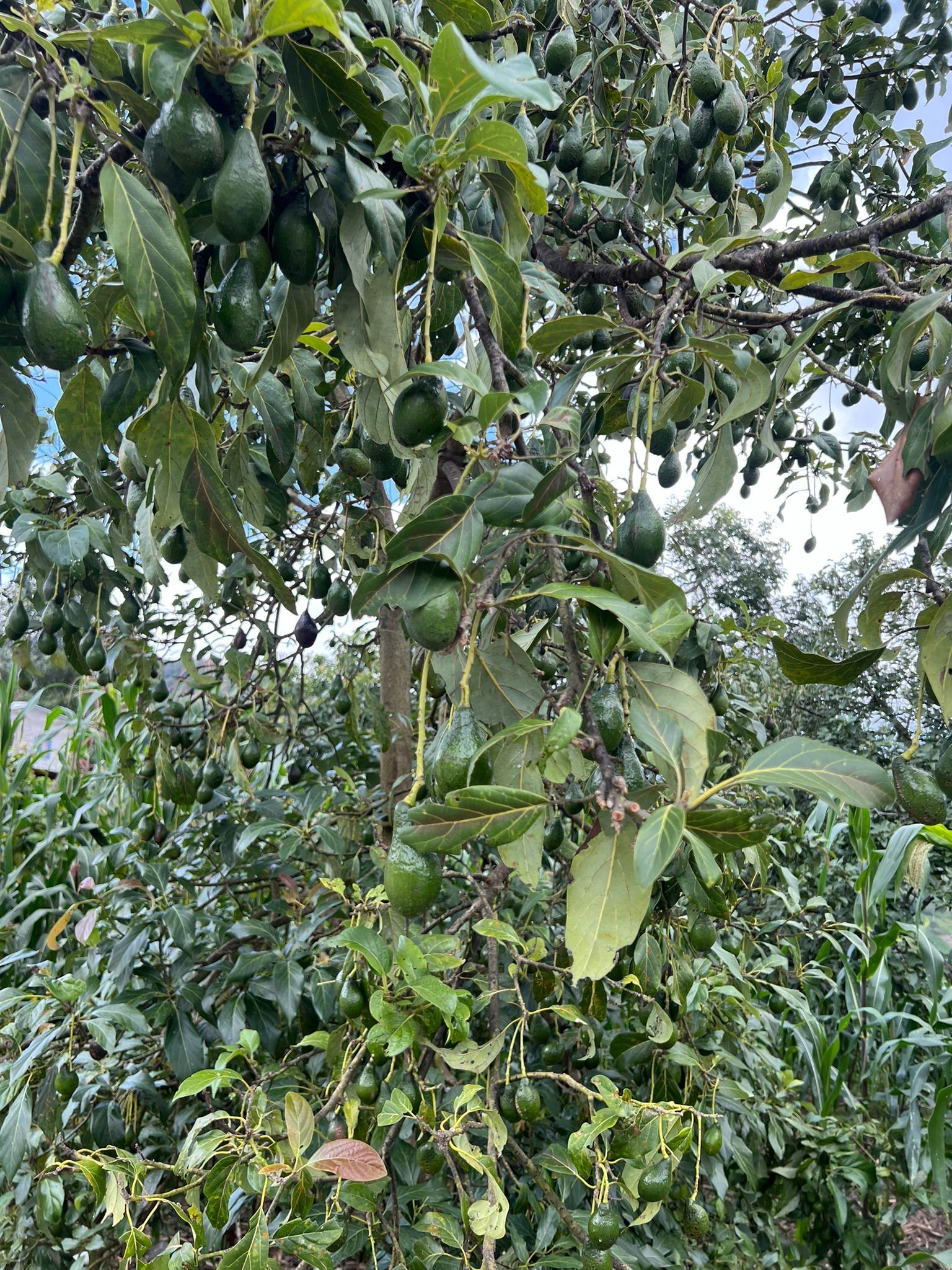 Alte Gene zeigen, dass große, leuchtende Avocados vor Tausenden von Jahren durch Amerika transportiert wurden