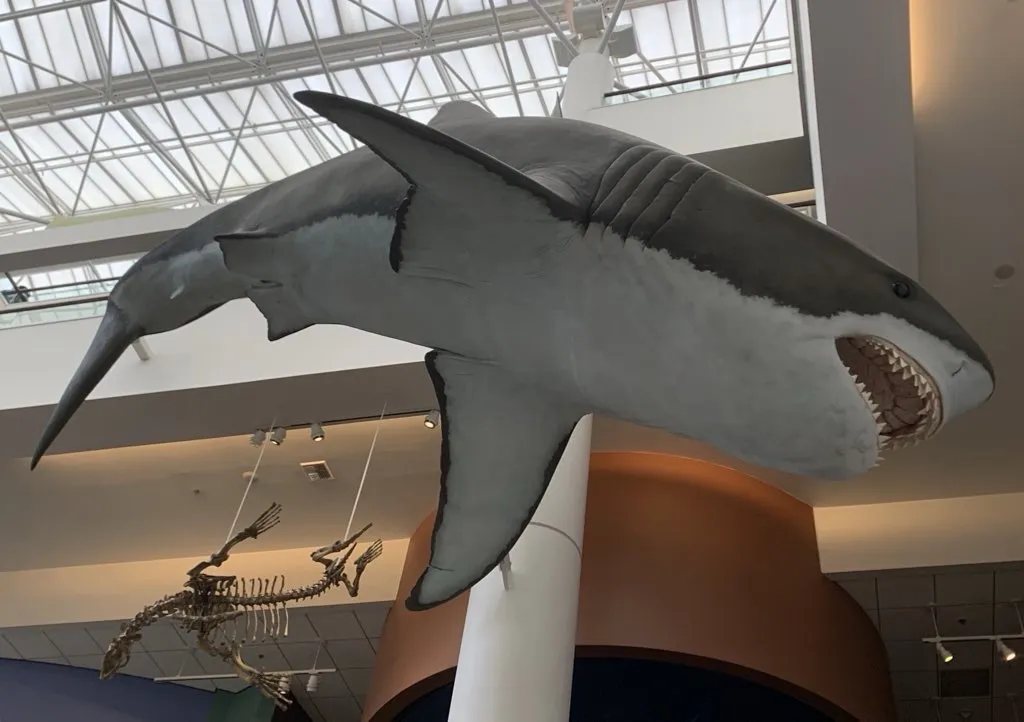 In einem Museum hängt eine Rekonstruktion eines Megalodons von der Decke