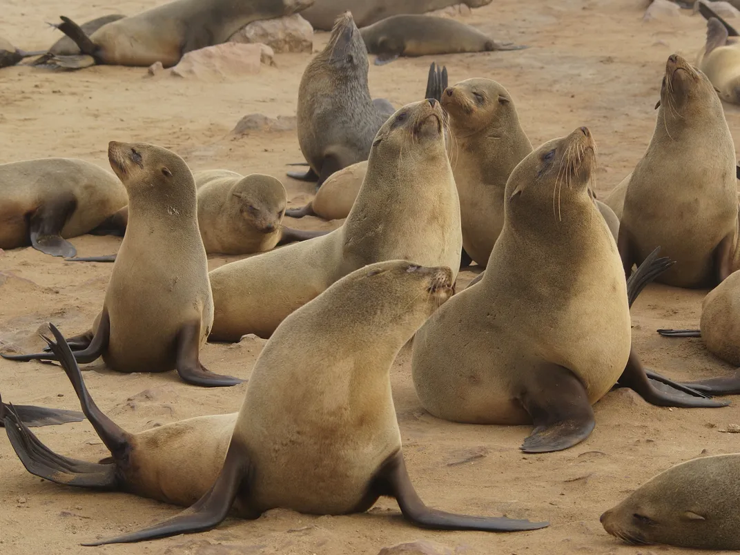 eine Gruppe brauner Pelzrobben am Strand