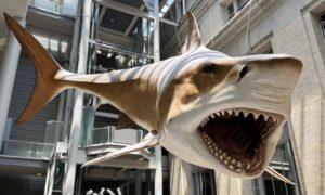 Raubhaie erreichten in prähistorischer Zeit enorme Größen. Diese fünf Strategien haben ihnen geholfen, so groß zu werden