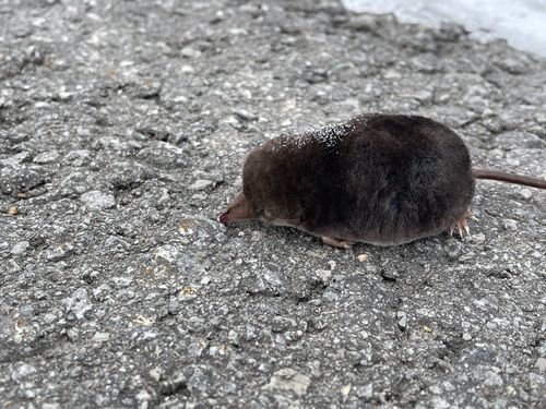 Diesen winzigen Spitzmäusen wachsen größere Schnauzen und schrumpfen ihr Gehirn, um strenge Winter zu überleben, so eine Studie