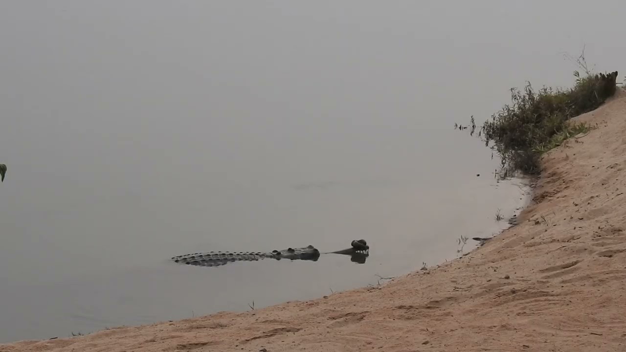 Gavial-Pop