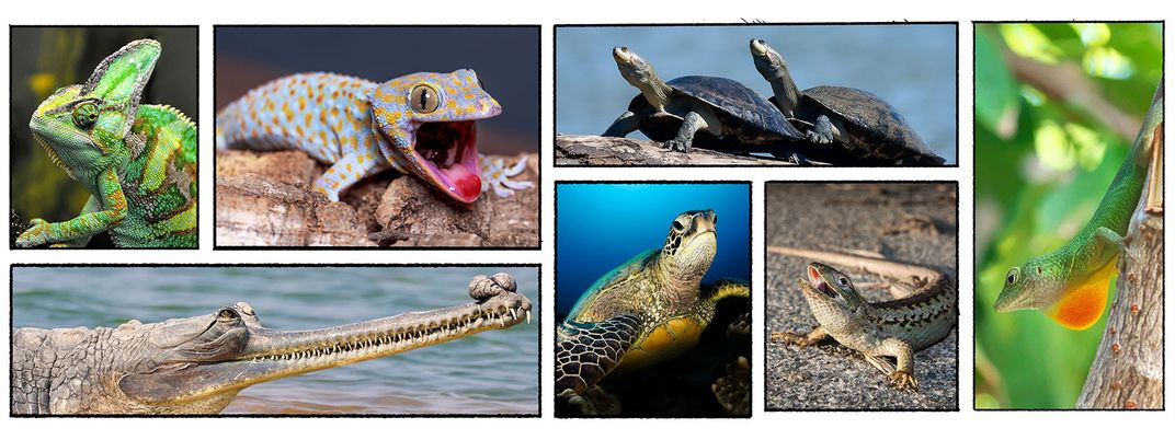 ein Mosaik aus Bildern, im Uhrzeigersinn: ein Schleierchamäleon, ein Tokay-Gecko, zwei südamerikanische Riesenschildkröten, Grahams Anolis, eine Meeresschildkröte und ein Gavial