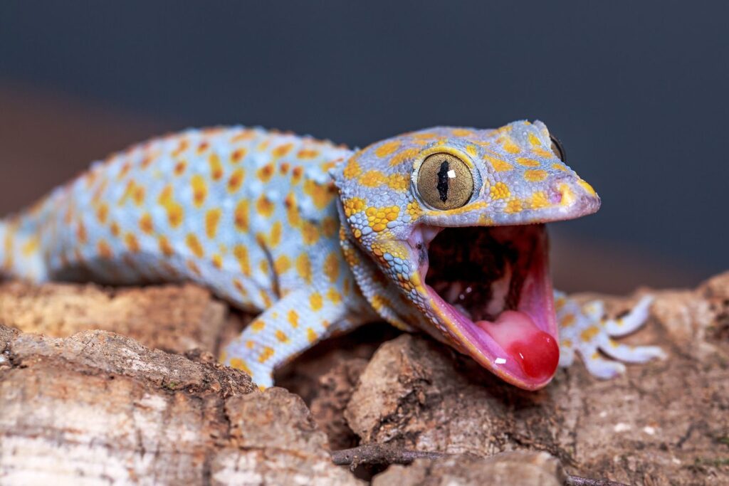 Reptilien machen überraschend viel Lärm. Hier erfahren Sie, was diese Geräusche bedeuten könnten: von Knallgeräuschen über Schreie bis hin zu Brüllgeräuschen