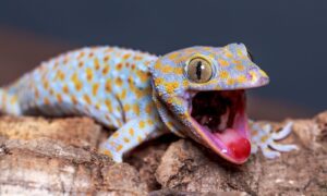 Reptilien machen überraschend viel Lärm. Hier erfahren Sie, was diese Geräusche bedeuten könnten: von Knallgeräuschen über Schreie bis hin zu Brüllgeräuschen