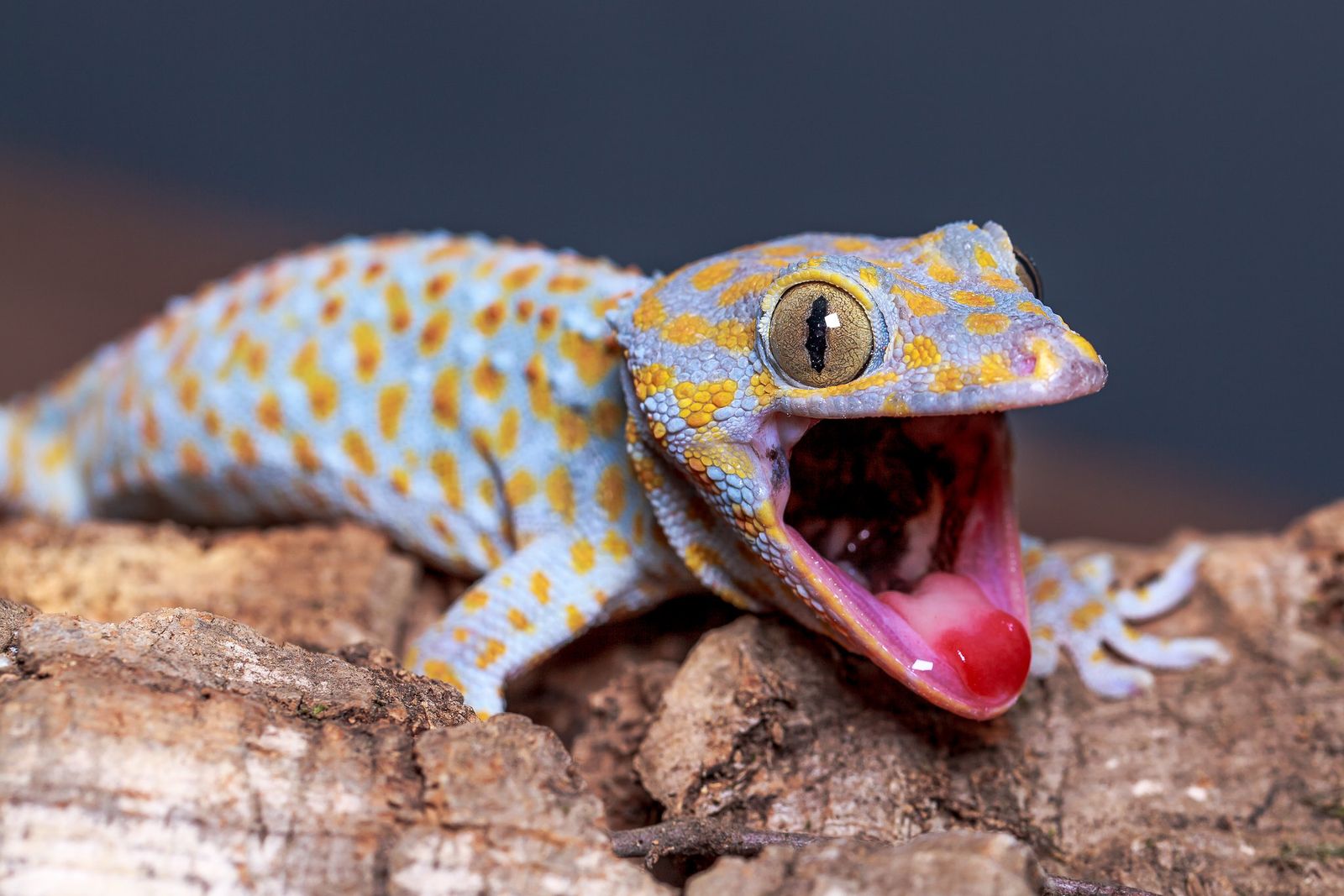 Reptilien machen überraschend viel Lärm. Hier erfahren Sie, was diese Geräusche bedeuten könnten: von Knallgeräuschen über Schreie bis hin zu Brüllgeräuschen