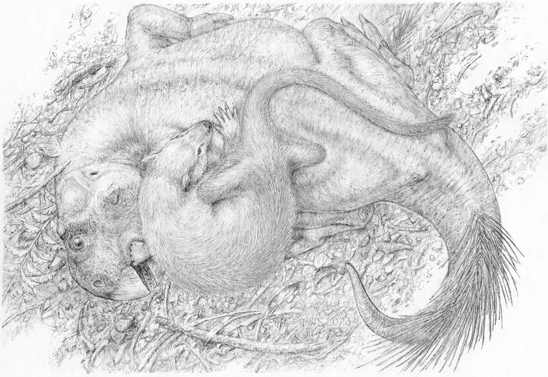 eine Strichzeichnung eines kleinen dachsähnlichen prähistorischen Tieres, das mit einem größeren Dinosaurier mit Schnabel kämpft