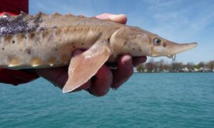 Einer Studie zufolge könnten einige Fische in den Großen Seen mehr als 400 Jahre alt sein und etwa 15 Generationen von Menschen überleben