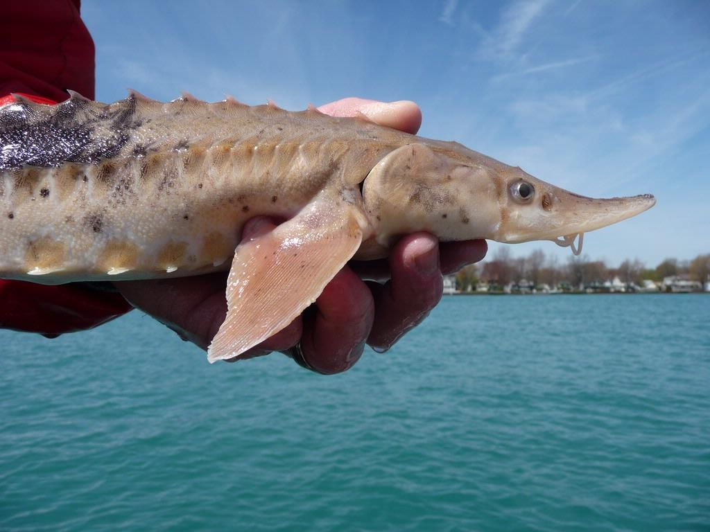 Einer Studie zufolge könnten einige Fische in den Großen Seen mehr als 400 Jahre alt sein und etwa 15 Generationen von Menschen überleben