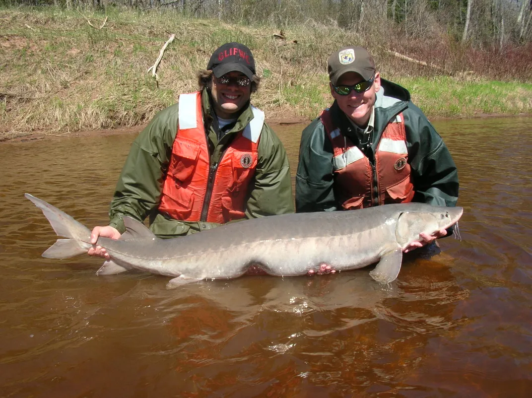 Zwei erwachsene Männer stehen mit grünen und orangefarbenen Jacken, Baseballmützen und Sonnenbrillen in einem Fluss und halten einen riesigen Fisch