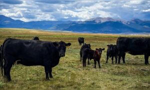 Vor 14 Jahren kauften sie eine verfallene Ranch in den USA – heute Refugium für Wildtiere und ein Beispiel für nachhaltige Viehzucht.