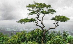 Chinesisches Sprichwort hinterfragt Perfektion: Ein krummer Baum lebt sein eigenes Leben, doch ein gerader Baum wird zu Holz
