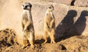 Freiwillige gesucht: in Südafrika leben und wilde Tiere studieren – Unterkunft, Verpflegung und wissenschaftliche Ausbildung