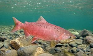 Chile führte in den 70er-Jahren einen Gigantfisch ein, um eine Industrie aufzubauen – ein halbes Jahrhundert später dringt er in die Flüsse der argentinischen Patagonie ein