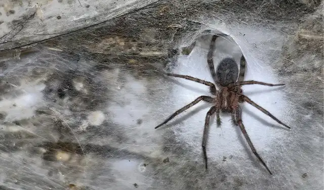 Un tejedor de embudo de granero o araña doméstica doméstica (Tegenaria domestica) en la Cueva del Azufre. Foto: Subterranean Biology