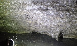 Ein 106 Quadratmeter großes Spinnennetz in einer Höhle: Zufluchtsort für über 111.000 Spinnen