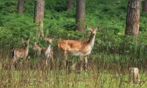 Lateinamerikanisches Land importierte Hirsche aus Spanien zur Jagdförderung – Nach über einem Jahrhundert Umweltbedenken